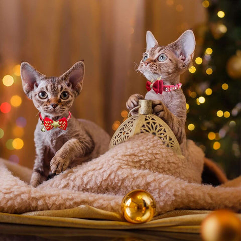 Collare per gatti Tema Natale - yourpetstores.com